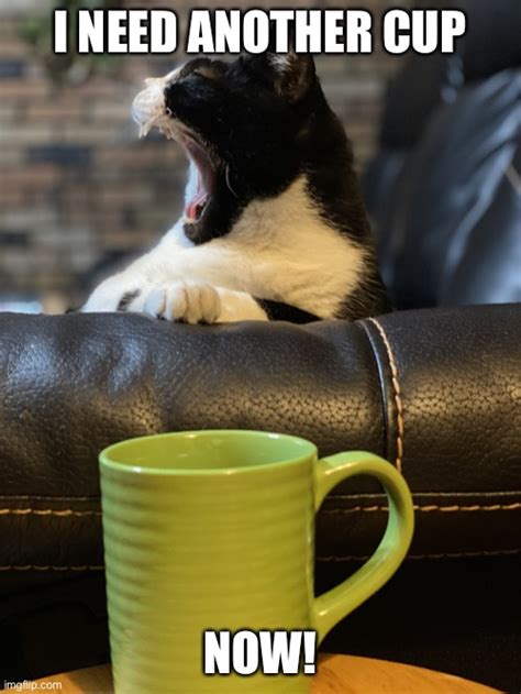 big cat coffee memes|28 Silly Cat Memes That Add Joy to Your Meowrning Cup of Coffee